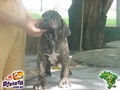 In Memorian - Fila Brasileiro Filhotes -  Canil Singular - Filhos Bridanino